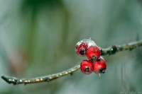 /album/termeszetfotok/mg-0050-jpg/