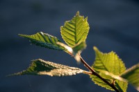 /album/termeszetfotok/atvilagitva-3-jpg/