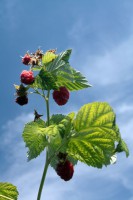 /album/termeszetfotok/erik-az-egig-ero-malna-jpg/