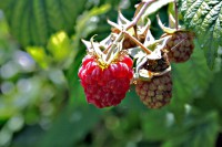 /album/termeszetfotok/erik-az-egig-ero-malna-2-jpg/