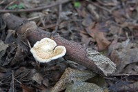 /album/termeszetfotok/gomba-jpg/