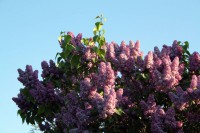 /album/termeszetfotok/hajnali-fenyben-jpg/