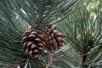 /album/termeszetfotok/img-0081-jpg/