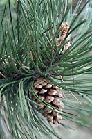 /album/termeszetfotok/img-0084-jpg/