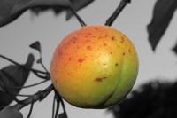 /album/termeszetfotok/img-0102ff-jpg/