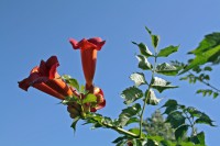 /album/termeszetfotok/img-01001-jpg/