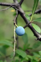 /album/termeszetfotok/katalin-hegy-020-jpg/