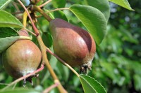 /album/termeszetfotok/korte-jpg/