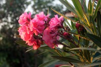 /album/termeszetfotok/lenyugvo-nap-fenye-jpg/