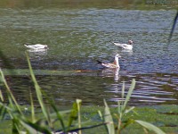 /album/termeszetfotok/siralyok-a-vizen-jpg/