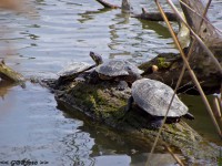 /album/termeszetfotok/teknocok-jpg/