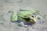 /album/termeszetfotok/teteny-024-a-jpg/