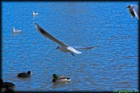 /album/termeszetfotok/vizi-elet-jpg/