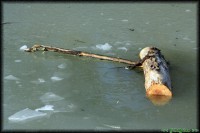 /album/termeszetfotok/befagyott-jpg/