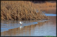 /album/termeszetfotok/jeg-es-viz-jpg/