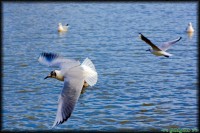 /album/termeszetfotok/repules-jpg/