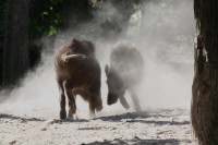 /album/termeszetfotok/csetepate-jpg/