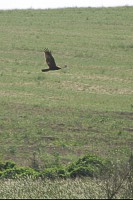 /album/termeszetfotok/vadasz-repulo-jpg/