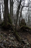 /album/tajkepek/gyokerek-jpg/