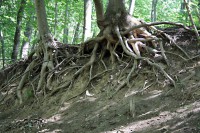 /album/tajkepek/gyokergubanc-jpg/