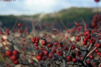 /album/tajkepek/bogyok-es-hegyek-jpg1/