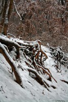 /album/tajkepek/havas-gyokerek-jpg/