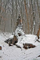 /album/tajkepek/erdei-manok-vara-telen-jpg/