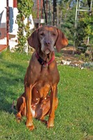 /album/allatok-a-kedvencek/img-0097-jpg/