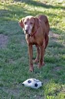 /album/allatok-a-kedvencek/img-0102-jpg/