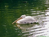 /album/allatkert/allatkert1-jpg/