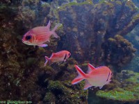 /album/allatkert/allatkert4-jpg/