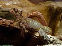 /album/allatkert/allatkert7-jpg/