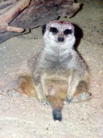 /album/allatkert/allatkert8-jpg/