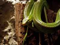 /album/allatkert/allatkert12-jpg/