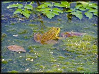 /album/termeszetfotok/kecskebeka-jpg/