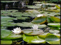 /album/termeszetfotok/vizililiom-jpg/