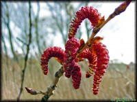 /album/termeszetfotok/viragzik-jpg/