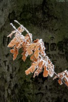 /album/termeszetfotok/mg-0026-jpg/