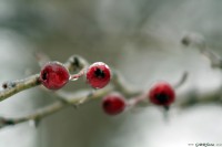 /album/termeszetfotok/mg-0048-jpg/