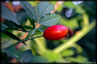 /album/termeszetfotok/rozsabogyo-jpg/