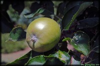 /album/termeszetfotok/zoldalma-jpg/