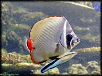 /album/allatkert/avarium-jpg/