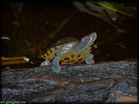 /album/allatkert/ekszerteknos-jpg/