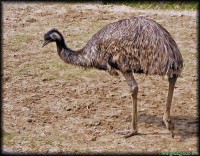 /album/allatkert/nandu-jpg/