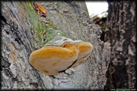 /album/termeszetfotok/barsonyos-jpg/