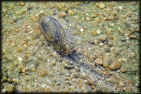 /album/termeszetfotok/maszo-kagylo-jpg/