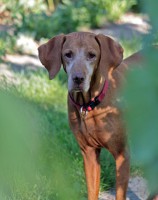 /album/allatok-a-kedvencek/kukucs-jpg/