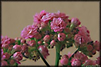 /album/termeszetfotok/cserep-virag-jpg/