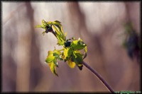 /album/termeszetfotok/itt-a-tavasz-jpg/