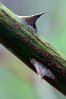 /album/termeszetfotok/tuskek-jpg/